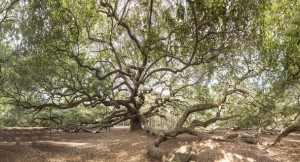 angel oak tree